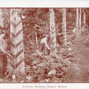 Samoa Tapping Rubber Trees