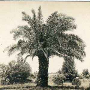 Georgia Batum Botanical Garden photocard 1929 to Berlin