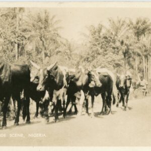 Nigeria Roadside Scene Cows Ostrich to Belgium