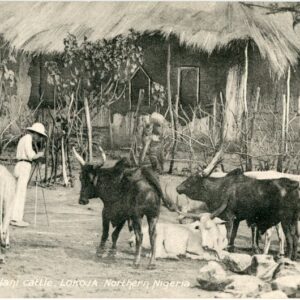 Nigeria Forcados Lokoja Futani Cattle 1909 to London