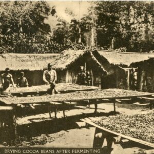 Ghana Drying Cocoa Beans After Fermenting