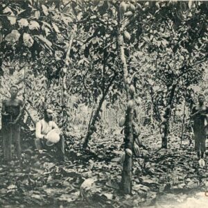 Ghana Cocoa Plantation 1911 to England
