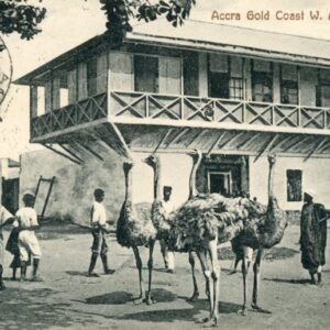 Ghana Accra Ostriches 1917 to Switzerland