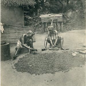 Ghana Breaking Palm Nuts 1912 to Bern