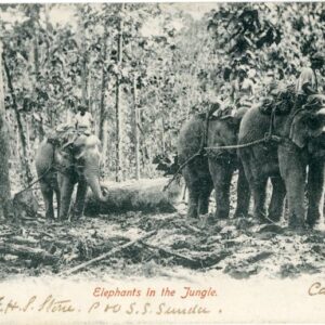 India Elephants in the Jungle 1904 to Devon