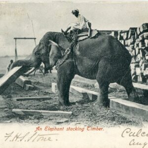 India Elephant stacking Timber 1904 to Devon