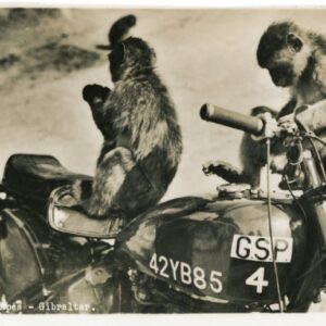 Gibraltar Rock Apes Monkey on a Motorbike