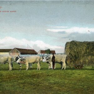 Hungary Hortobagy Ox Cart