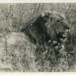 South Africa Lion at Kruger National Park 1953 to England
