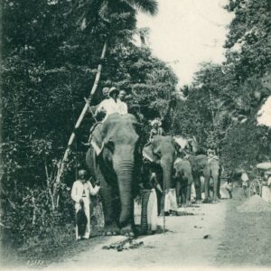 Ceylon Elephants 1903 New South Wales to Tonbridge ed Andree