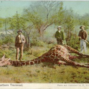 Transvaal Giraffe shot 1911 to England ed Exton