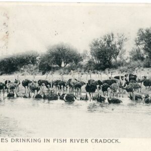 South Africa Ostriches at River Cradock 1905 to England ed Butler