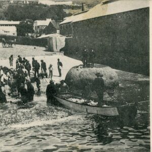 South Africa Simonstown Haul of Fish 1903 from Napier