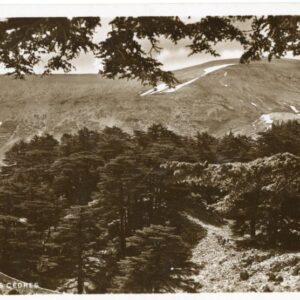 Lebanon Cedar Trees photocard