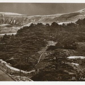 Lebanon Cedar Trees photocard