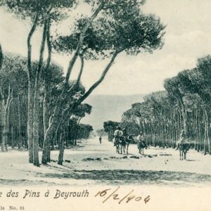 Lebanon Pine Promenade 1904 Ottoman Beirut to Padova