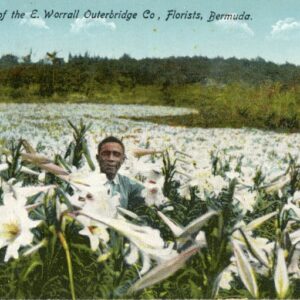 Bermuda Lily Fields Florists Worrall Outerbridge