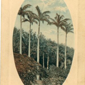 Bermuda Royal Palms