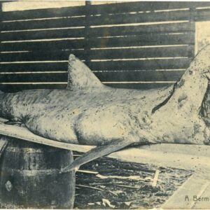 Bermuda Shark 1911 to London