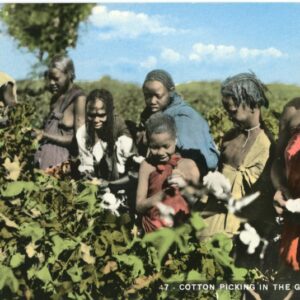 Sudan Cotton Picking in the Gezira
