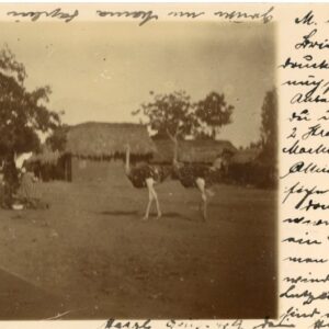 Ghana Ostriches photocard 1902 Accra to Schondorf