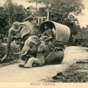 Malaysia Malayan Elephants at work