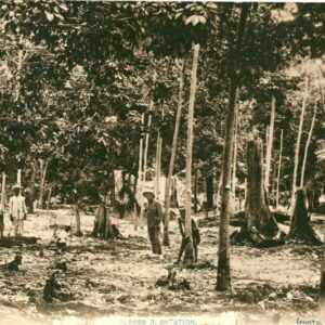 Malaysia Rubber Plantation photo Nakajima