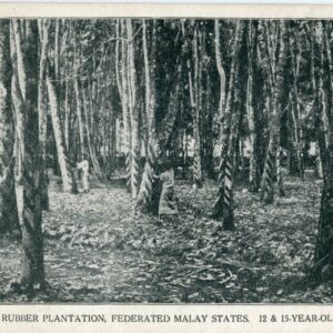 Malaysia Para Rubber Plantation 12 & 15 year old trees