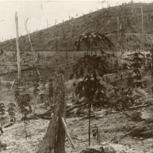 Malaysia Harvested Rubber Tree Forest