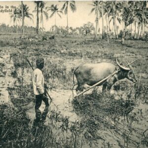 Malaysia Buffalo in the Paddy field ploughing