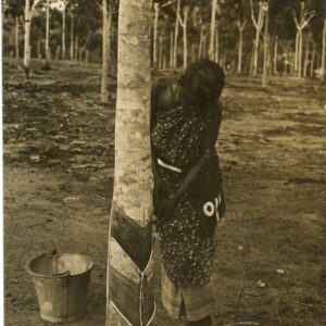 Malaysia Tipping Rubber Tree ONO I