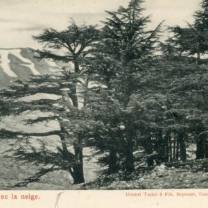 Lebanon Cedars with Snow