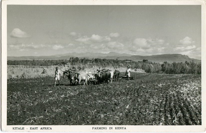 Kenya Farming in Kitale photocard