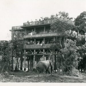 Kenya Nyeri From Treetops Elephant
