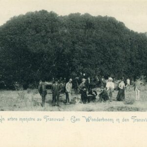 Boer War Monster Tree in Transvaal