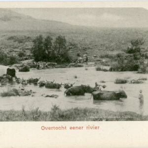 Boer War River Crossing Ox Cart