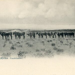 Namibia Ox Caravan German South West Africa