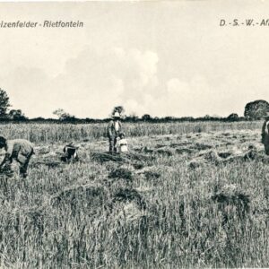 Namibia Rietfontein Wheatfield German South West Africa