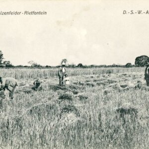 Namibia Rietfontein Wheatfield German South West Africa