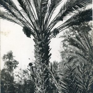 Namibia Natives Climbing Palm Tree German SWA ph Ernst Hecker