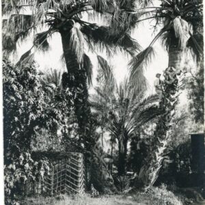 Namibia Natives Climbing Palm Tree German SWA ph Ernst Hecker