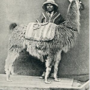 Bolivia Highlands Llama