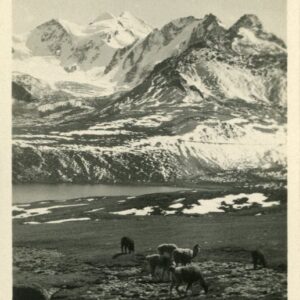 Bolivia Andes Mountains and Llamas photocard