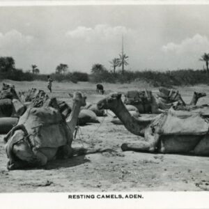 Aden Resting Camels