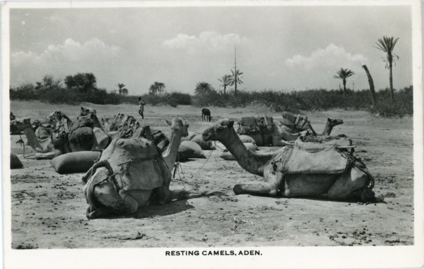 Aden Resting Camels