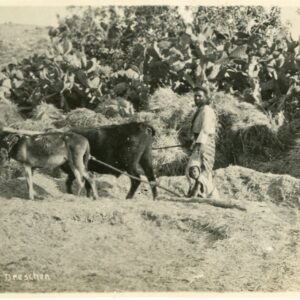 Syria Lebanon Arab Farmer Threshing photo