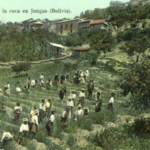Bolivia Coca Cultivation in Yungas ed Medina