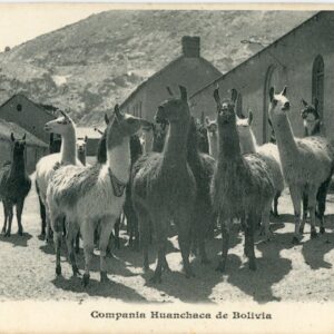 Bolivia Llamas in Town Huanchaca Company