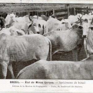 Brazil Minas Geraes Livestock Cows