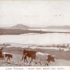 Bolivia Lake Titicaca Cattles 1904 used in England